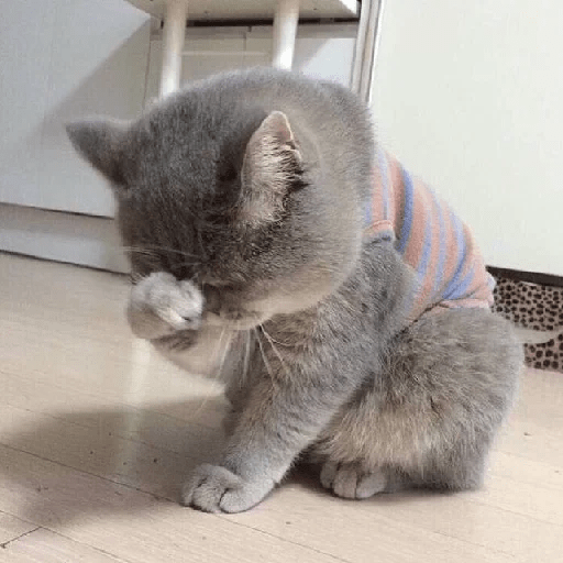 Gatitus 😿 5