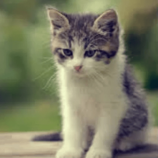 Gatitus 😿 6
