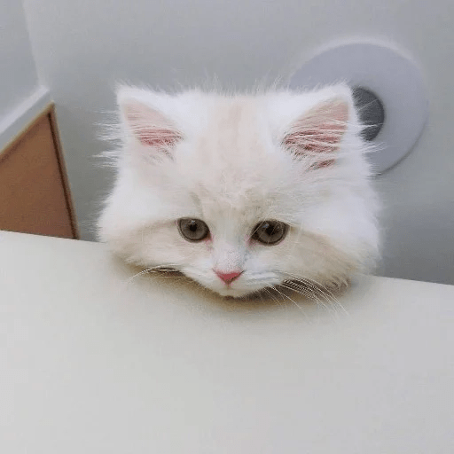 Gatitus 😿 7