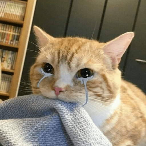 Gatitus 😿 8