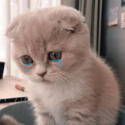 Gatitus 😿 9