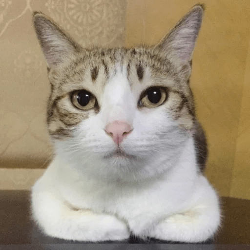 Gatitus 😿 10