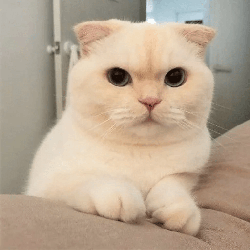 Gatitus 😿 11
