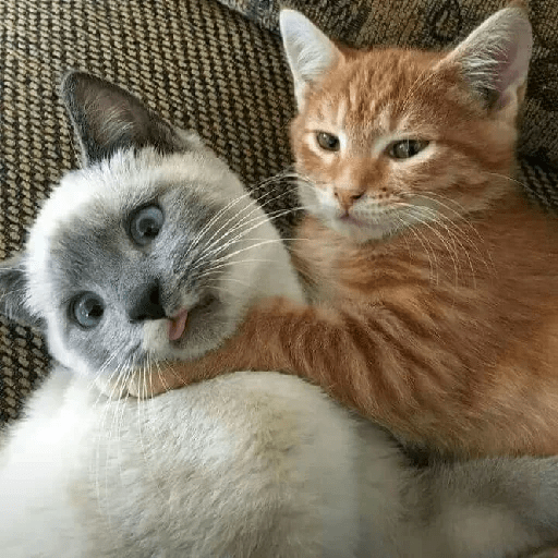 Gatitus 😿 12