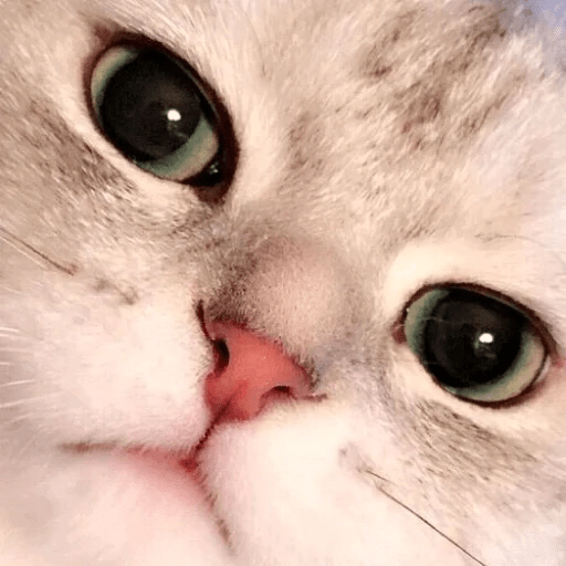 Gatitus 😿 14