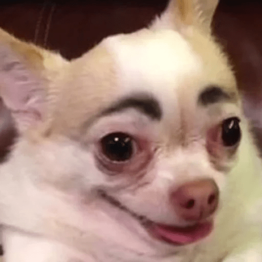 Animalitos ✨ MEME