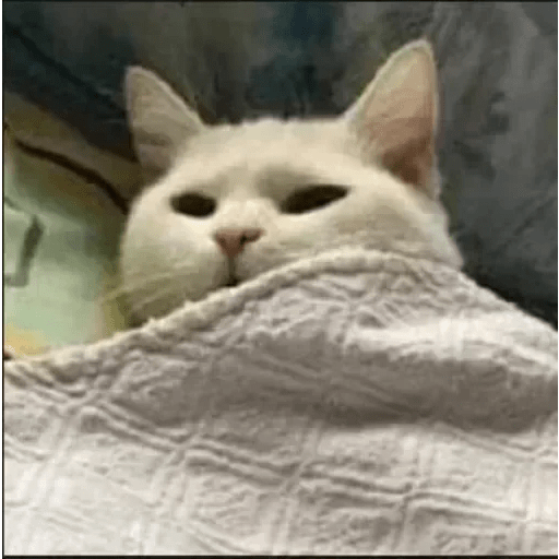 Gatitos Pa' Enviar ❤️🐱