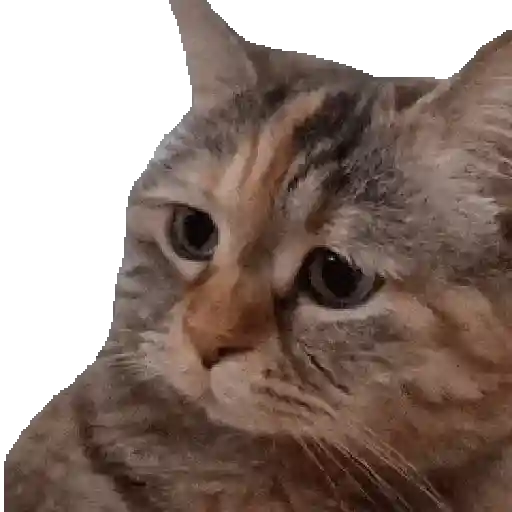 Animales Tiktoks 2 🤣