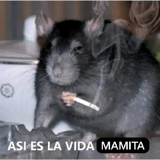 Memes que tienes que tener 😎 3