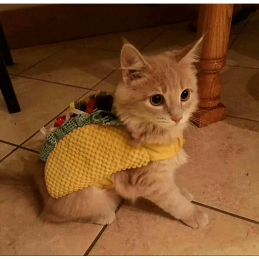 Gatitos y Más 🫶🏻