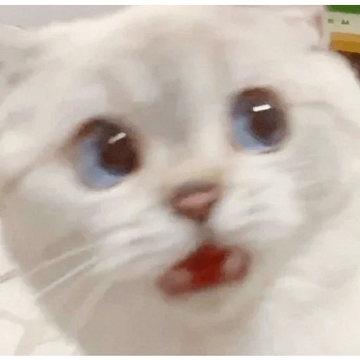 Gatitos ✨