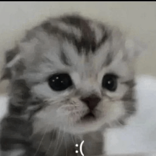 Gatitos Reacciones 