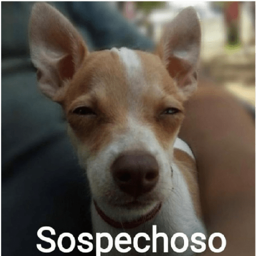 Insultos 24