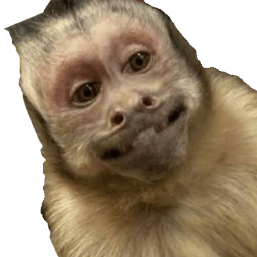 Memes @feersanders 6