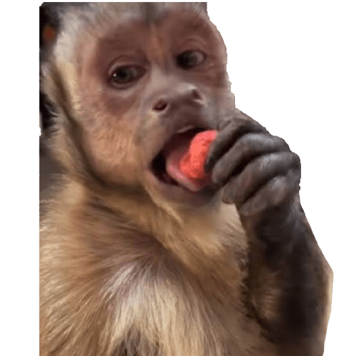 Memes @feersanders 5