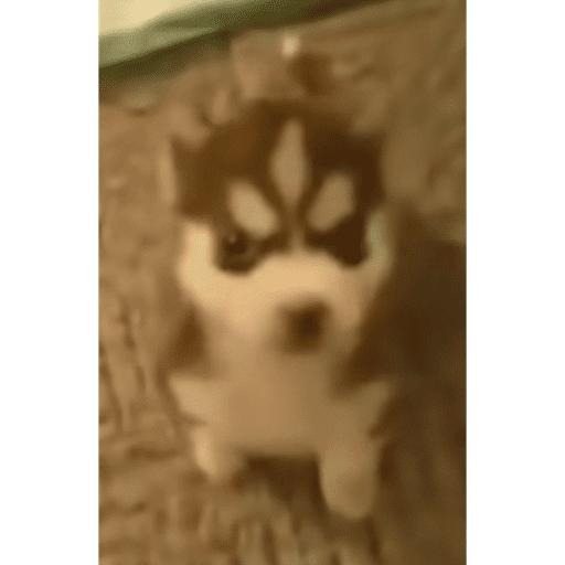 Wawawa