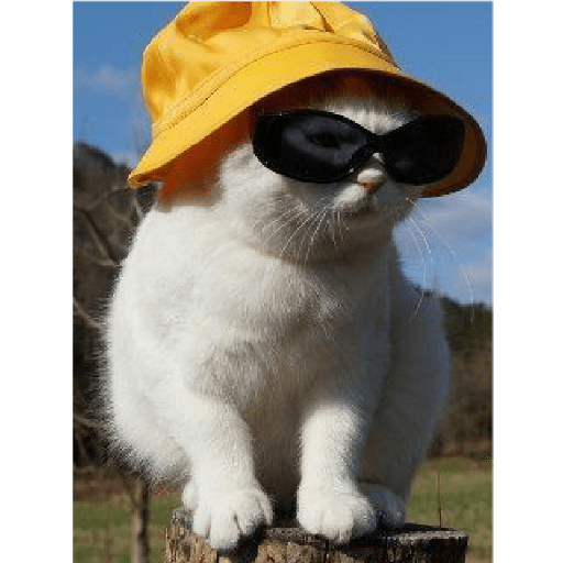 Mascotas 27