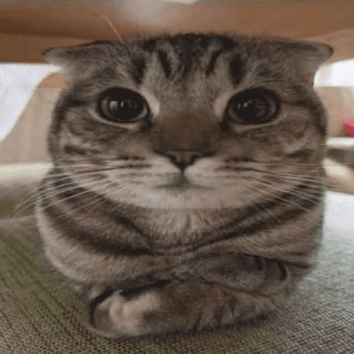 🐈•🐾Gatitos🐾•🐈