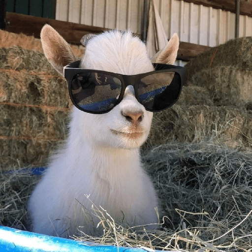 Animaladas Random🤪✨15 13