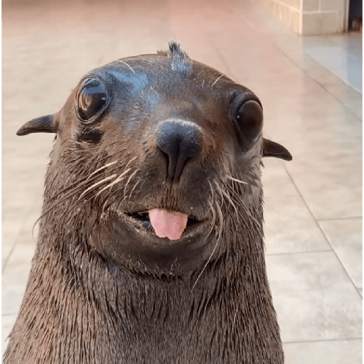 Animaladas Random🤪✨15 9