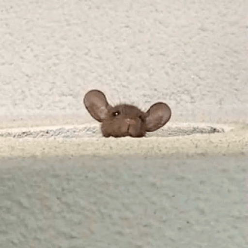 Animaladas Random🤪✨15 8