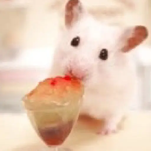Hamster comiendo🍔🍝🐹✨