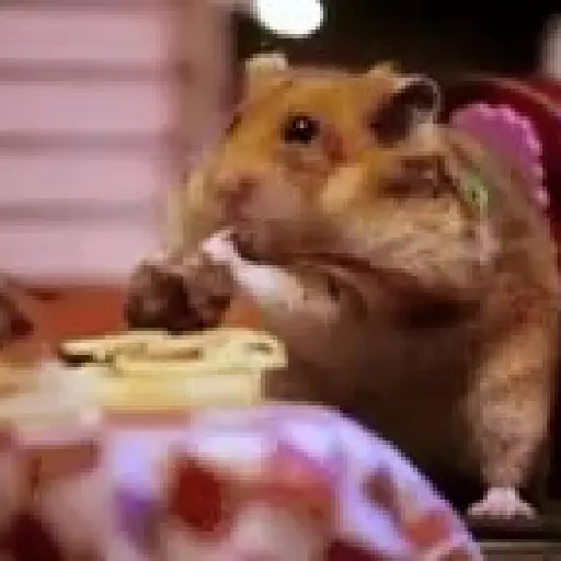 Hamster comiendo🍔🍝🐹✨