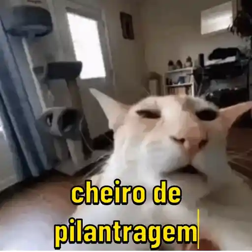 Melhores Memes  4