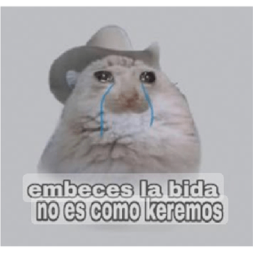 Vecs 12