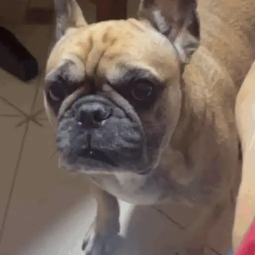 Pechekinitripitropi 1