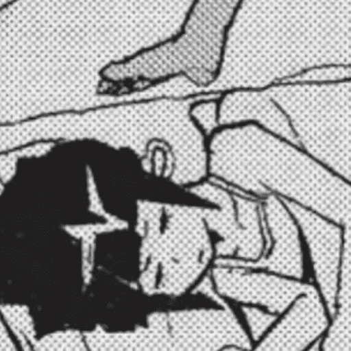 Kyoka