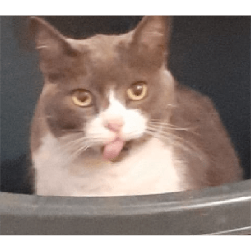 Peluchim