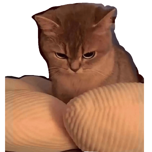 Kucing ngambek