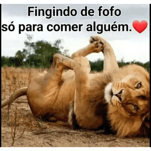 Gracinha 11