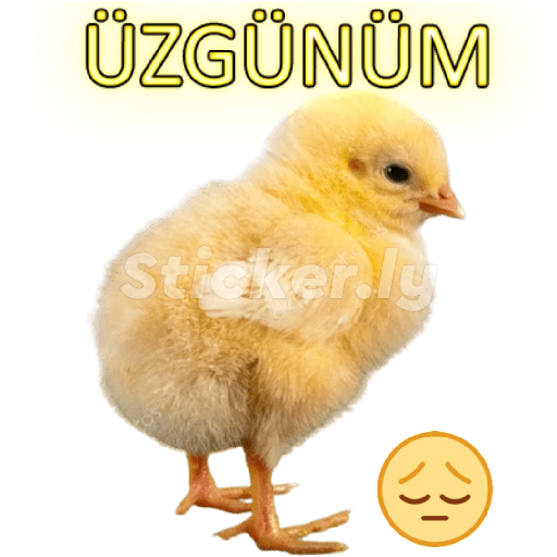Kedicik 5