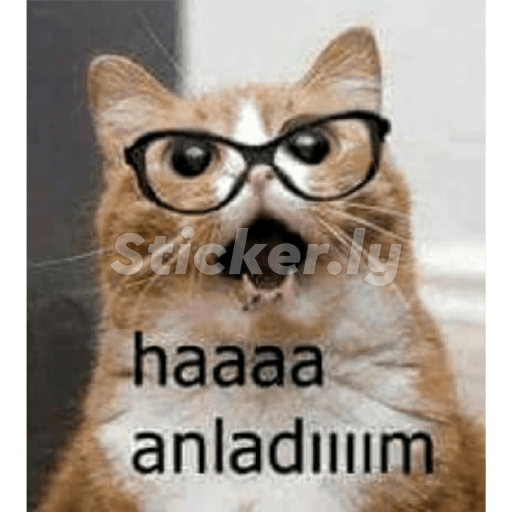 Kedicik 3