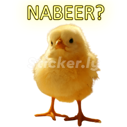 Kedicik 12