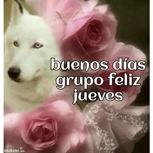 Buenas noches manada 3