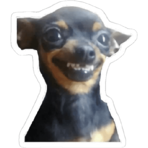 Chihuahua 1