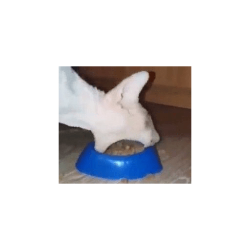 XDD 19