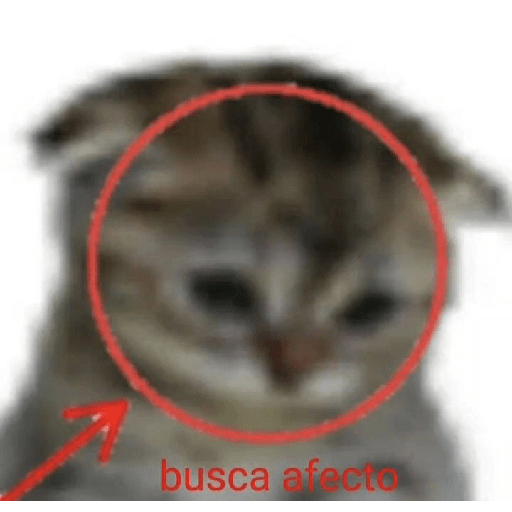 XDD 13