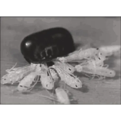 Animados 12