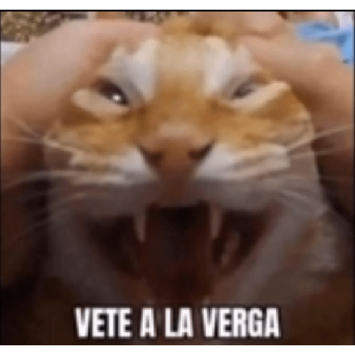 Tintoberri 12