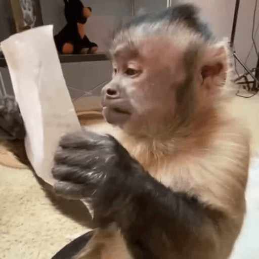 Chango 5