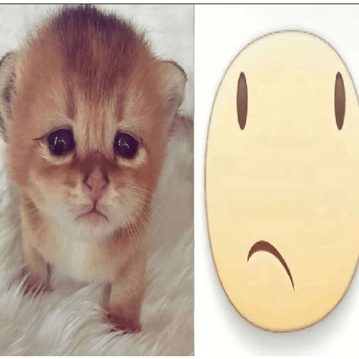 Icons gatitos  5