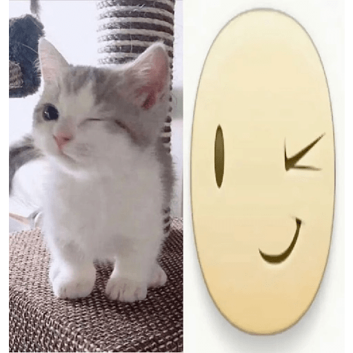 Icons gatitos  9