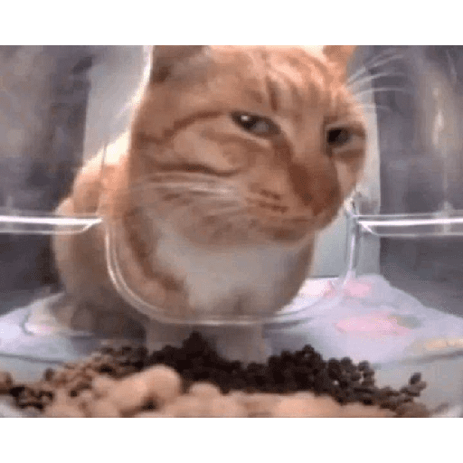Gatinhokks 10