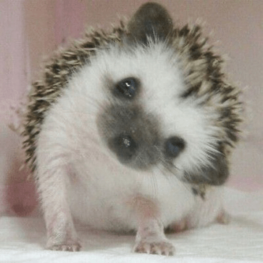 ✨•🦔Chat Erizos🦔•✨
