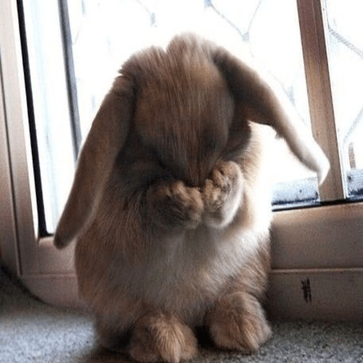 🐰•🤍Conejitos Para El Chat🖤•🐰