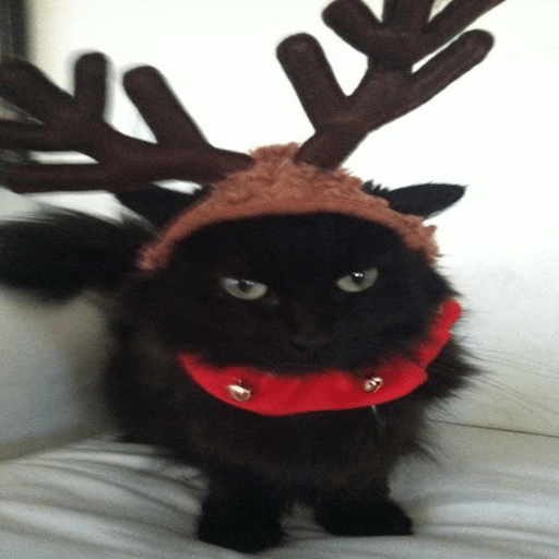 🎄•🐱Christmas Cats🐱•🎄